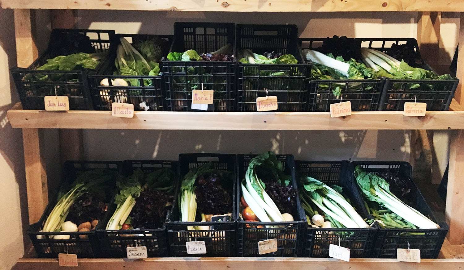 12 cestas de verdura ecológica casi listas para salir con el reparto