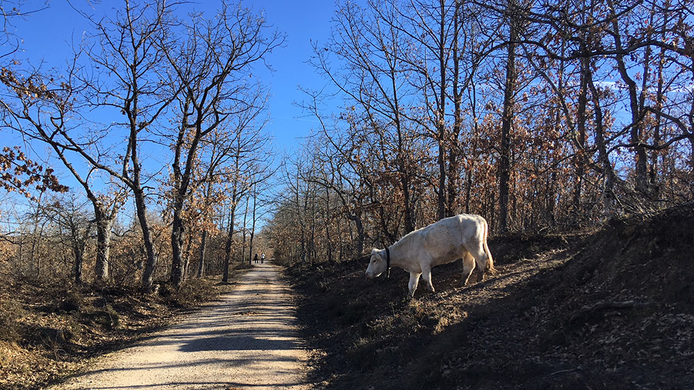 Casa rural cerca de Atapuerca para hacer rutas Casa rural cerca de Atapuerca para hacer rutas